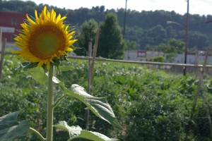 Garden Group